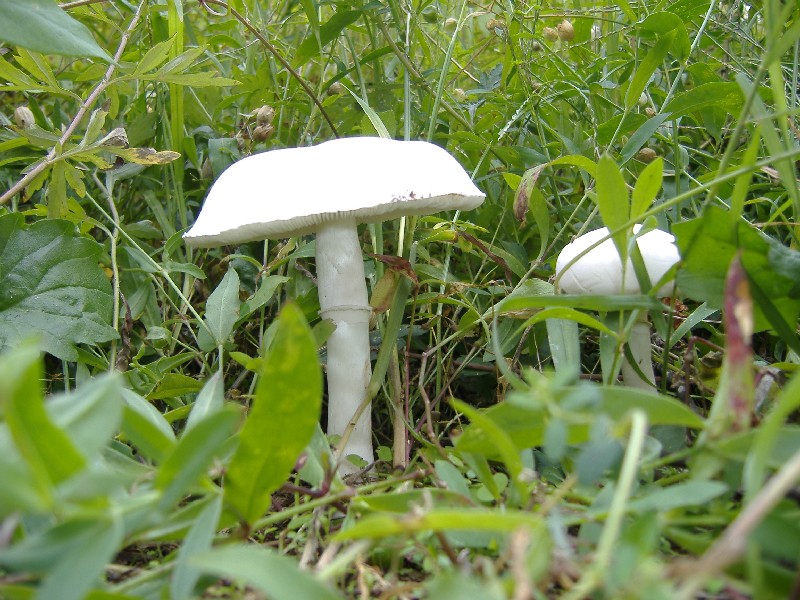 Fungo da determinare